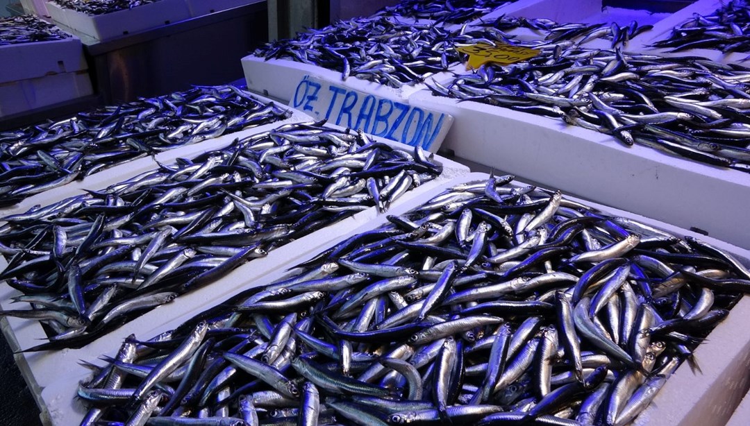 Türkiye'nin Hamsi İhracatında Lider Belçika