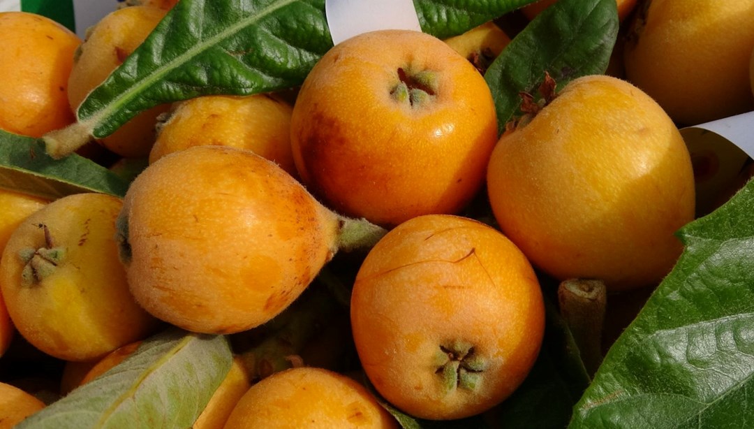 Sarı Altın Hasadı Başladı: Kilo 90 Lira