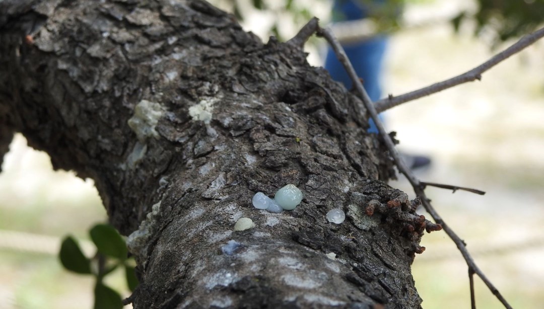 Nadir Bitki: Kilosu 15 Bin TL'lik İzmir ve Yunanistan Ürünü