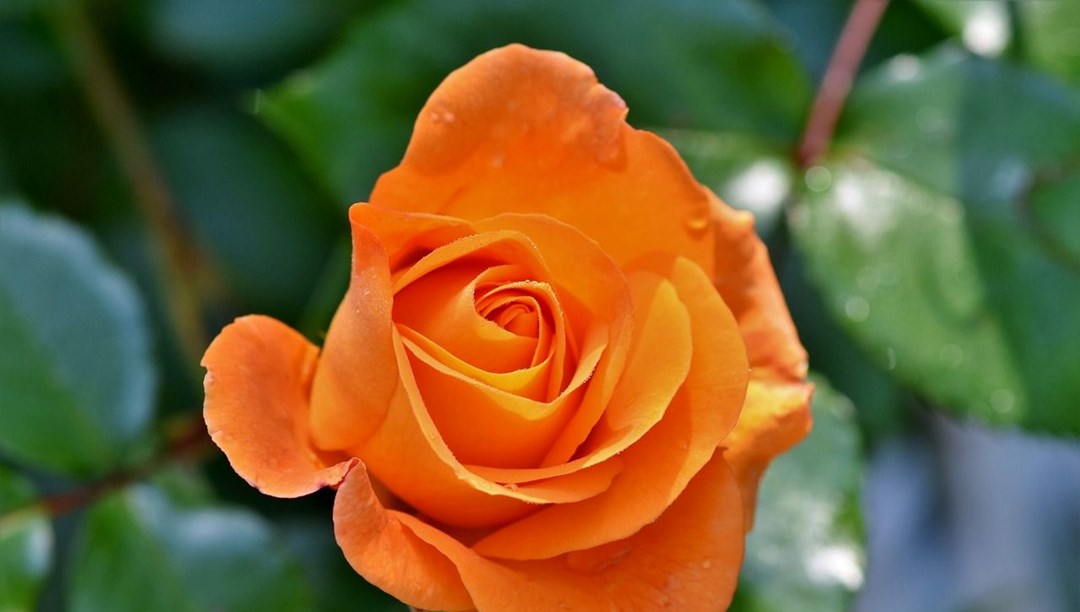 Hıdırellez dilek ritüeli: Gül ağacı ve dilek dilemek