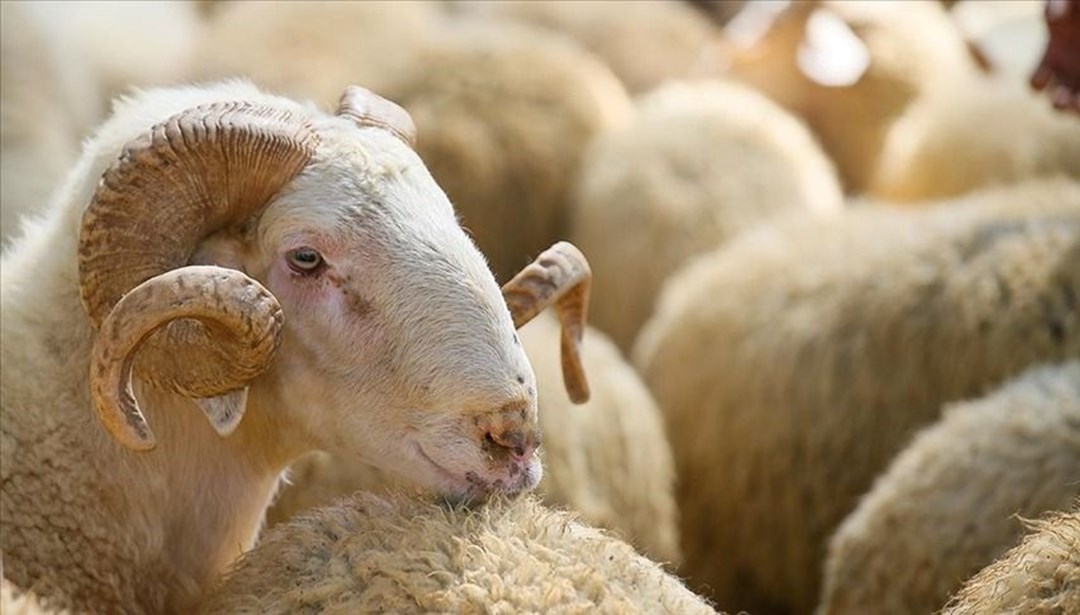 Kızılay, Kurban Bedellerini Açıkladı