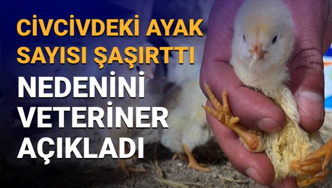 Çankırı'da 4 Ayaklı Civciv Olayı